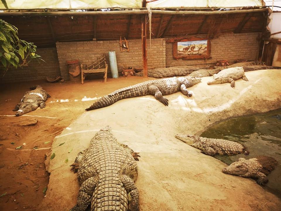 Croc Ranch Deneysville 5